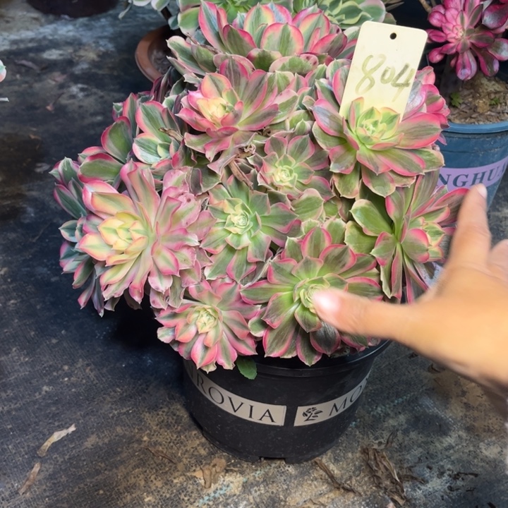 804男神多肉一物一拍