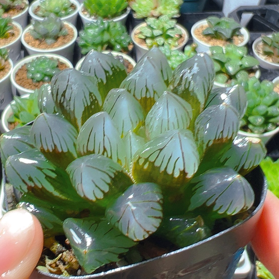 龙爪玉露5942多肉植物