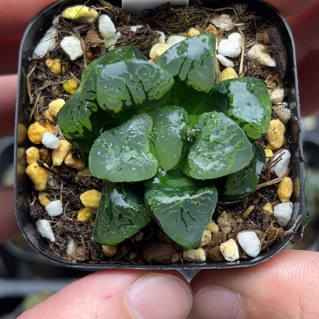 23祥云一物一拍。。