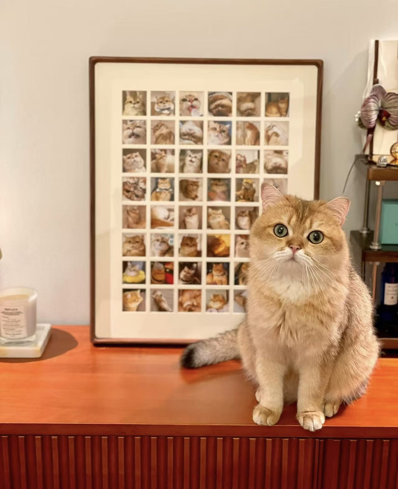 宠物纪念影集插页式塑封横竖1000寸