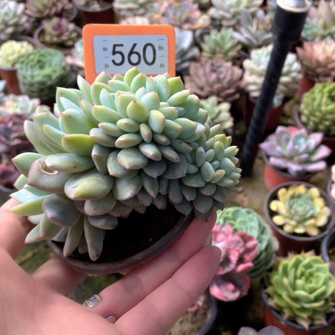 永***里560号多肉植物盆栽