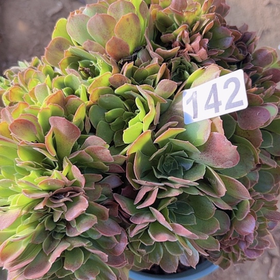 亦***晞多肉植物一个玫瑰