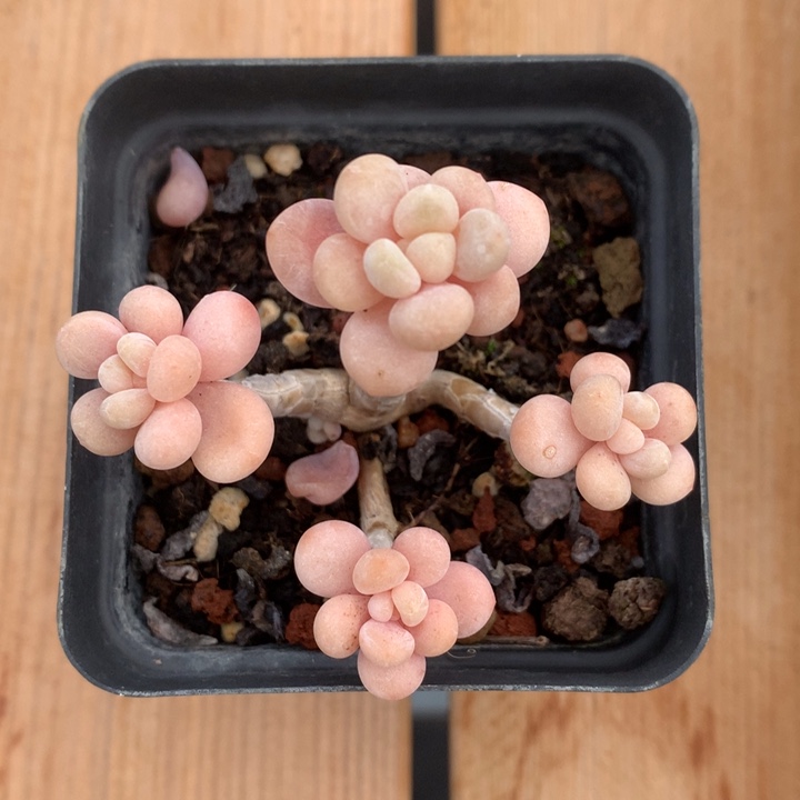 精控达芙妮多肉单头