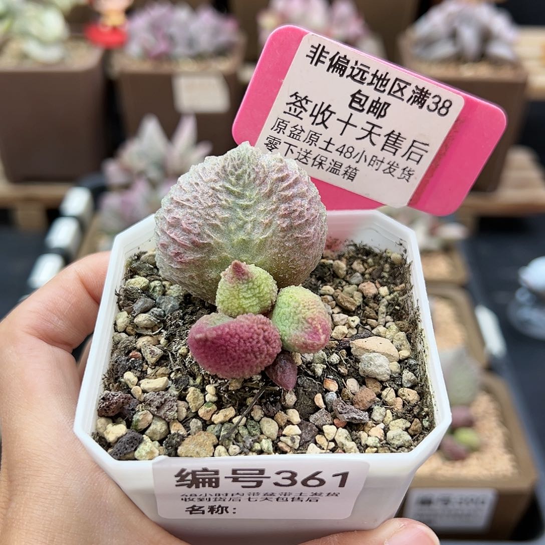 361巨猪宝多肉植物