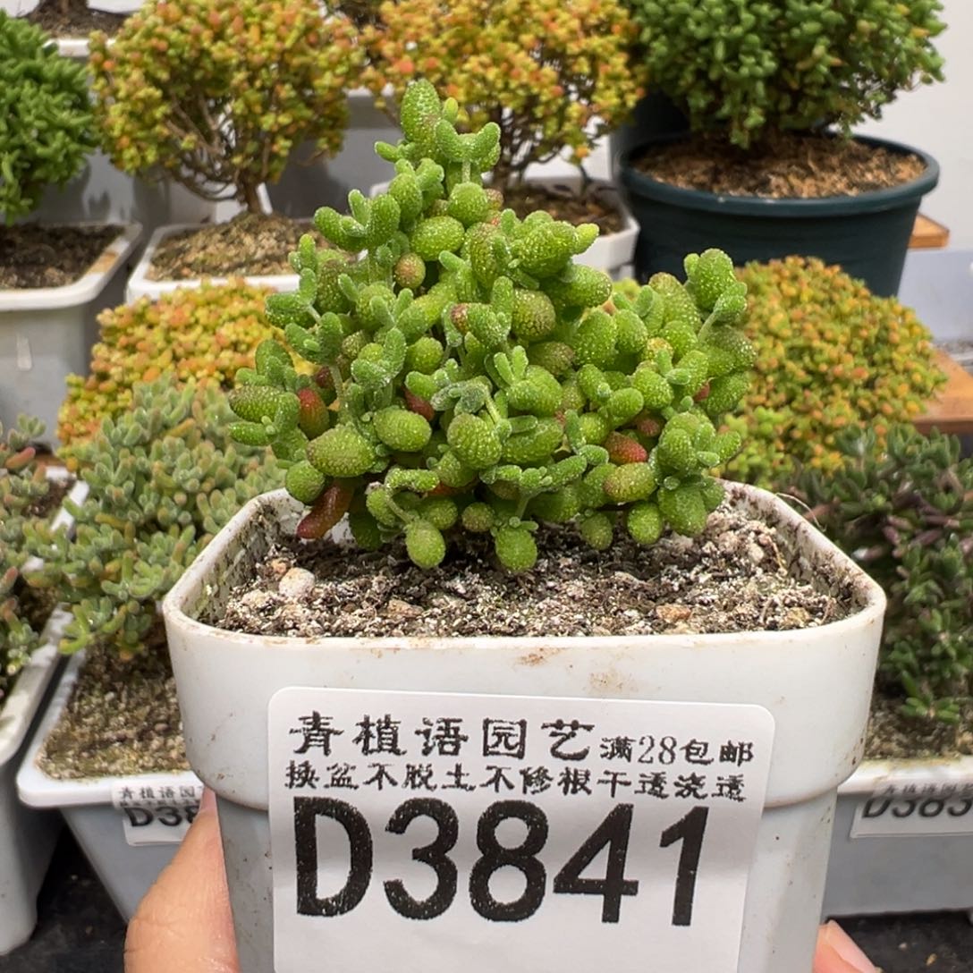 3841蜜冰枝干福利需凑单