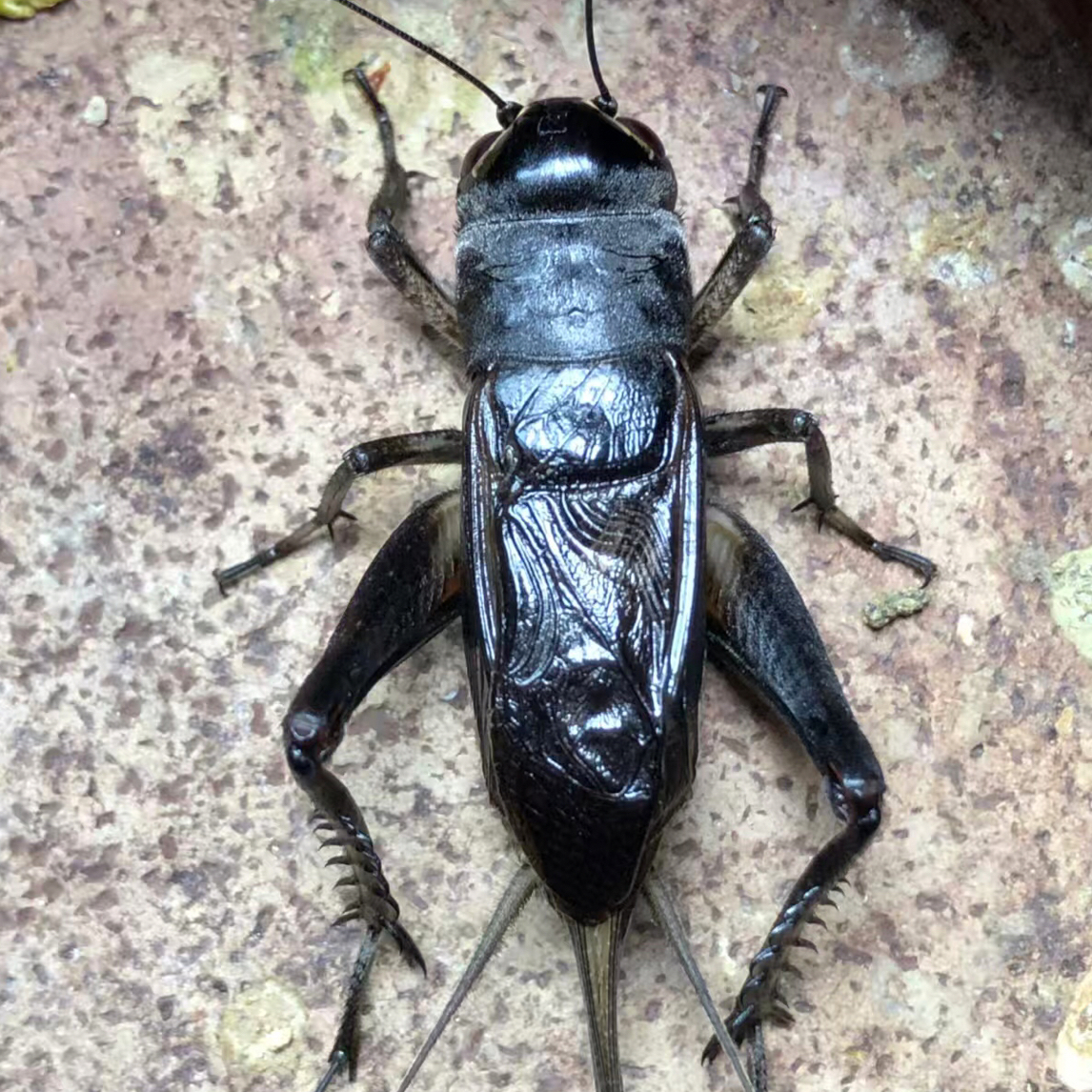 油葫芦，缎子青，冰糖子都有