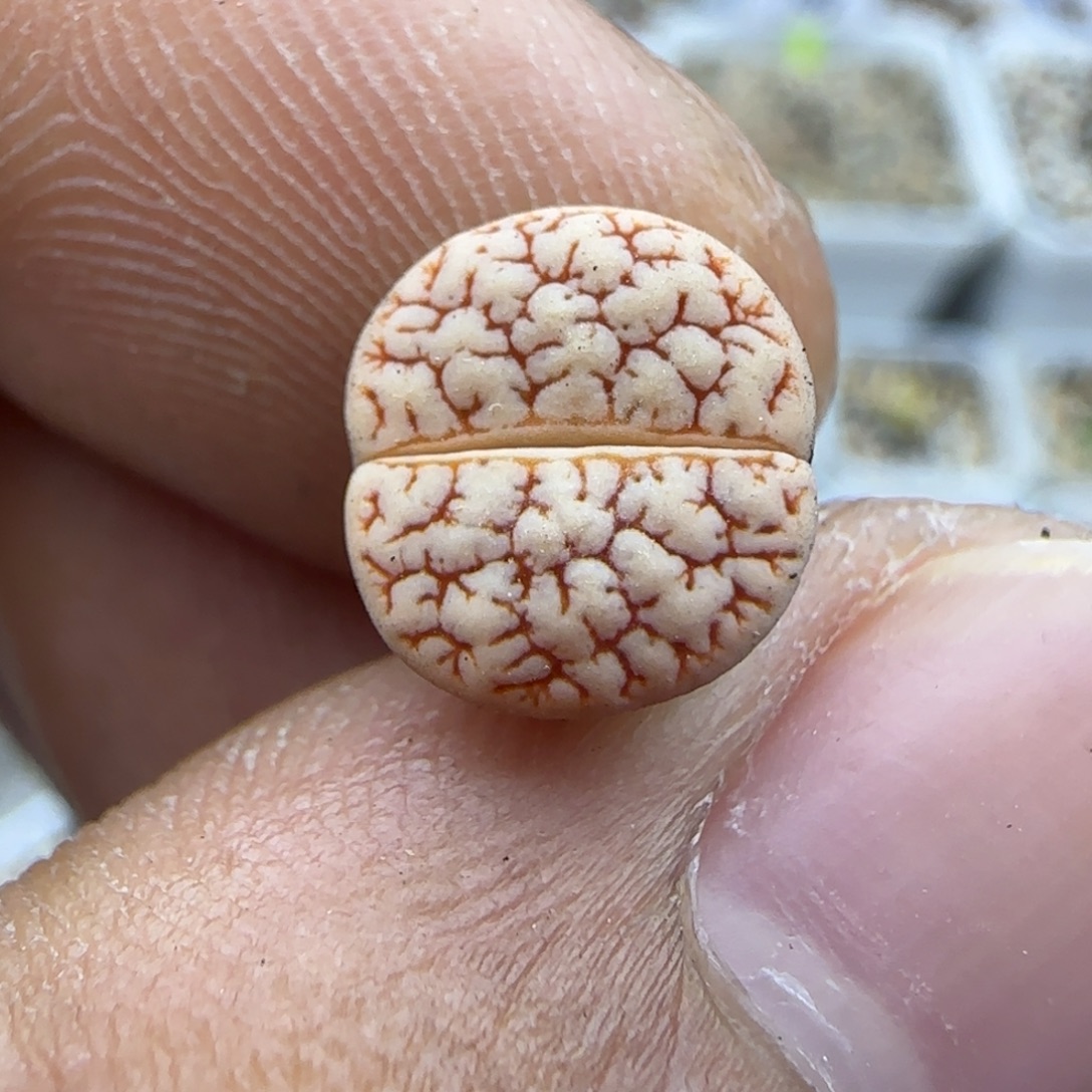 168 生石花大棚直播