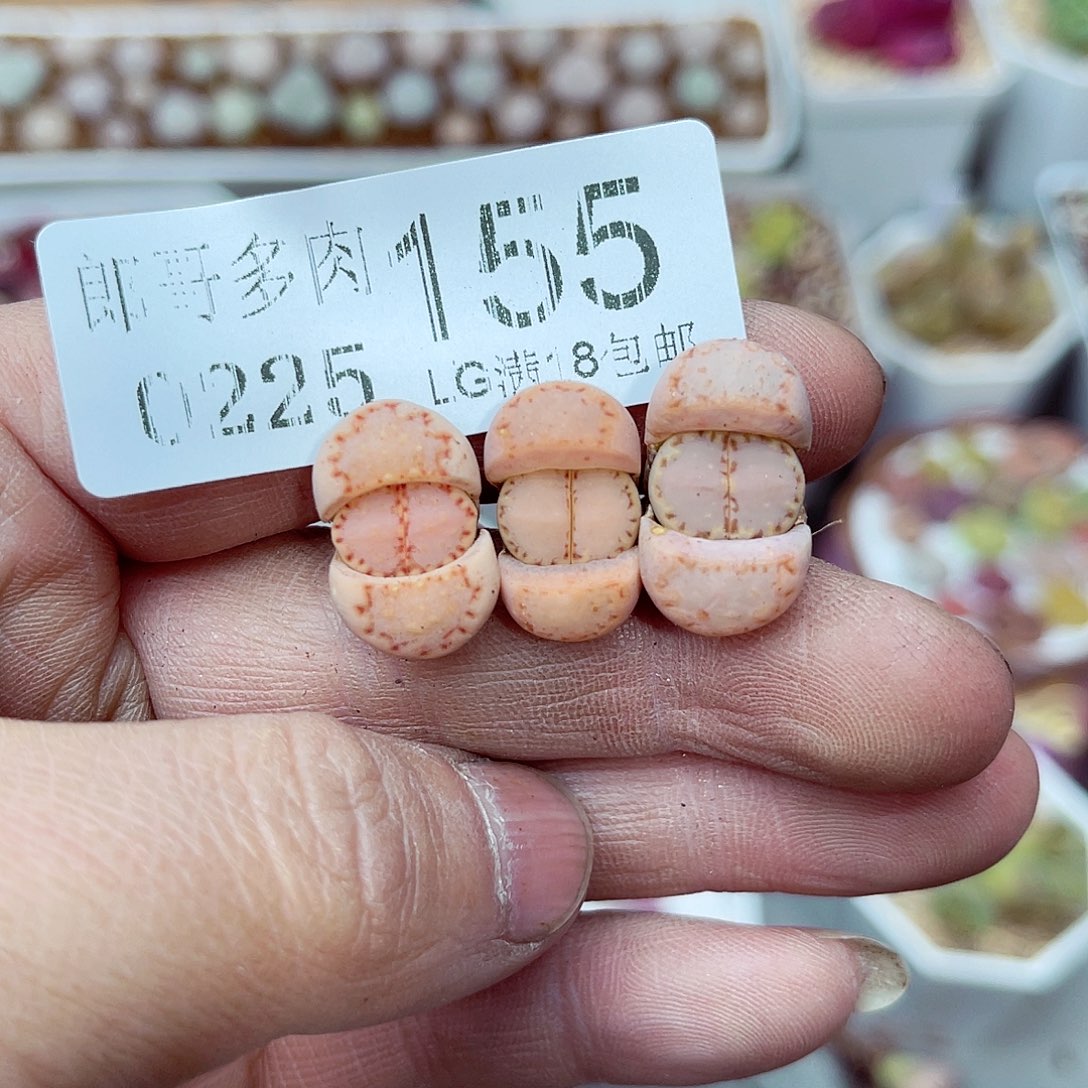 郎哥多肉生石花25-155