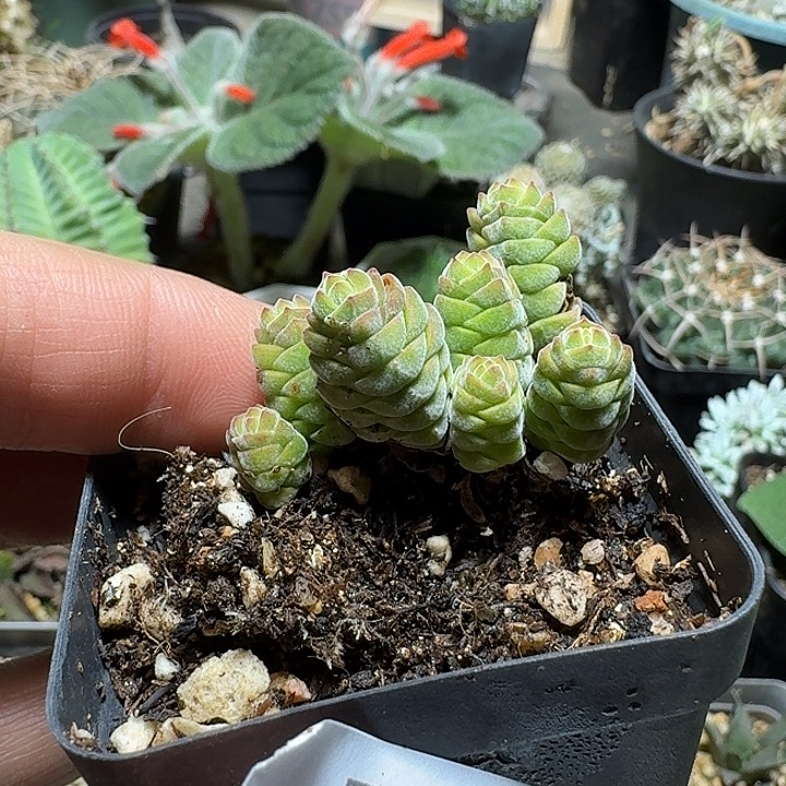582玉椿脱土发货自根