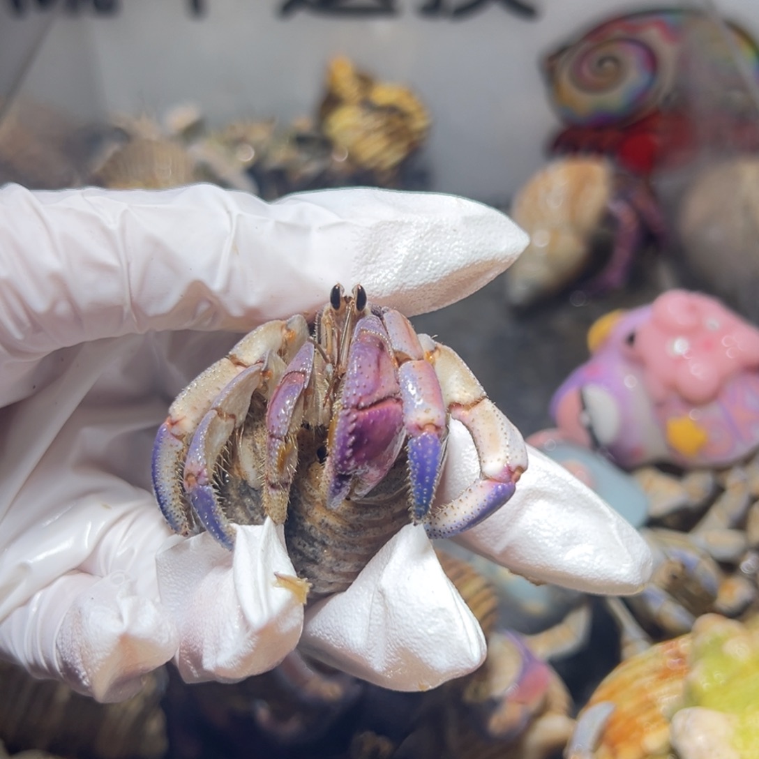 君***醒君君专拍粉色紫陆口径2.3口