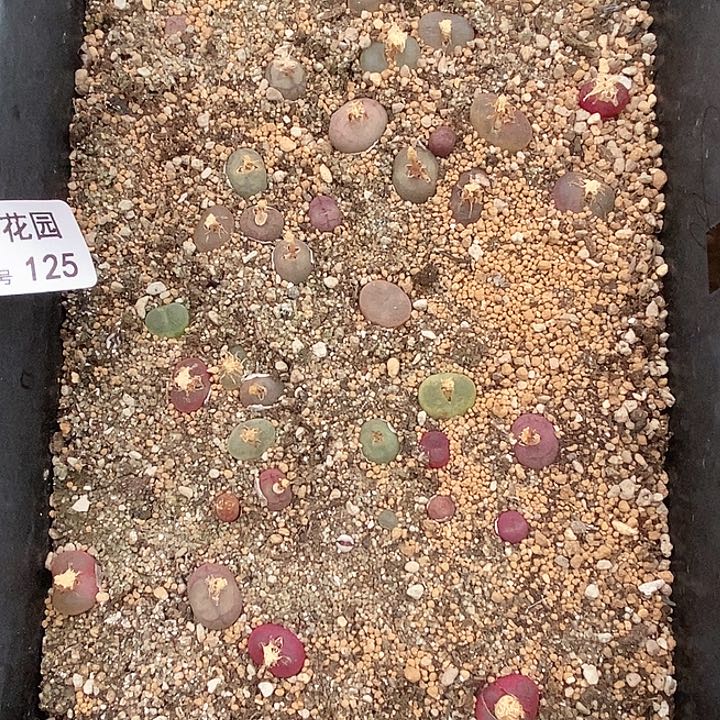 春**暖桃喜花园0131-125杂交