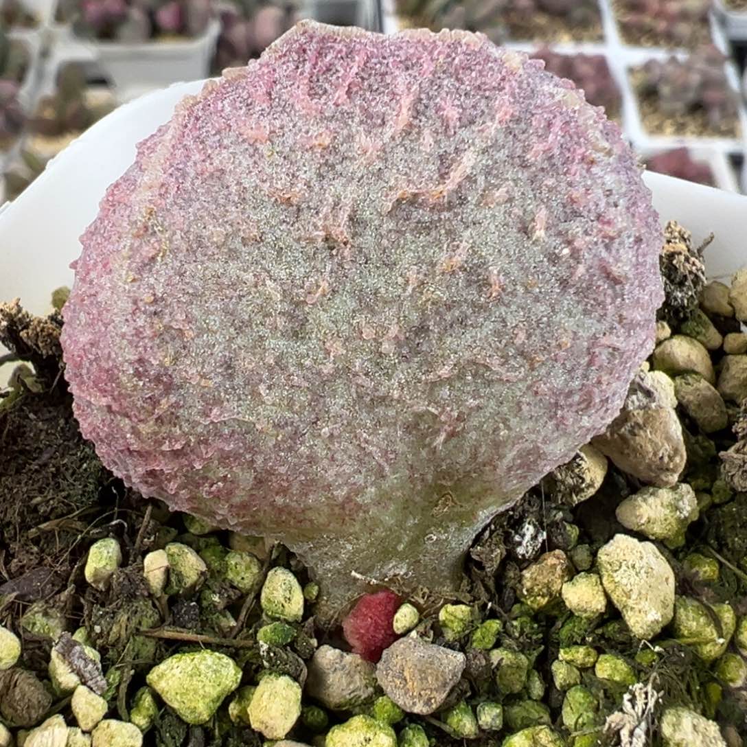 哈莫猪肝大苗多肉植物水泡