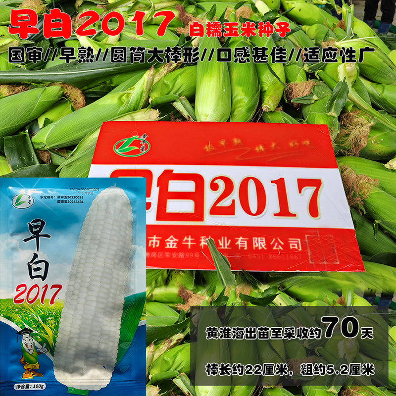 早白2017白糯玉米种籽高产早熟大棒糯白糯玉米味甜澳甜糯75大田用