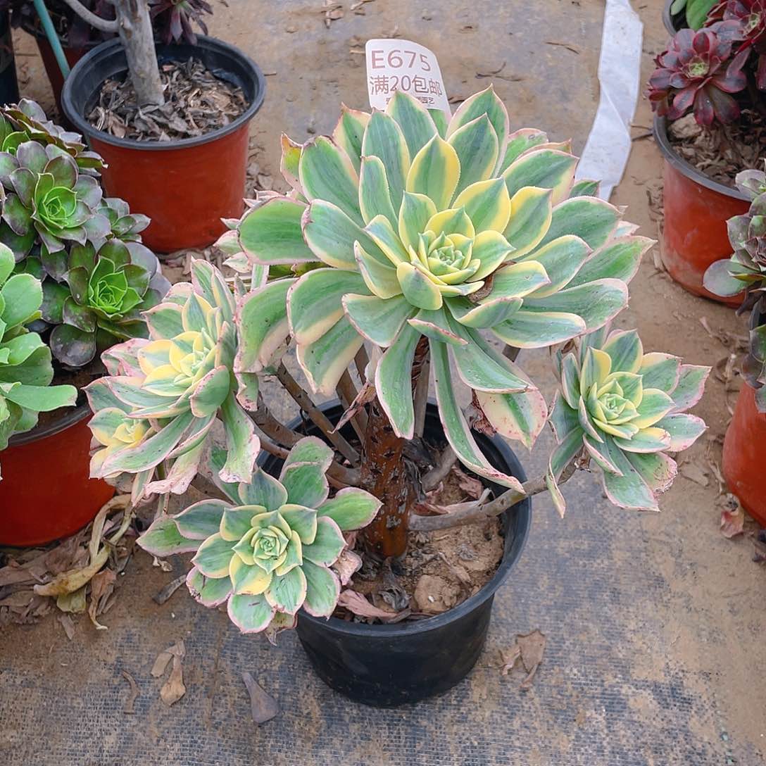 675灿烂多肉小损不包