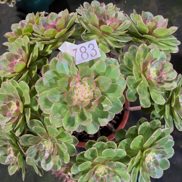 000000000783莲花座福利价