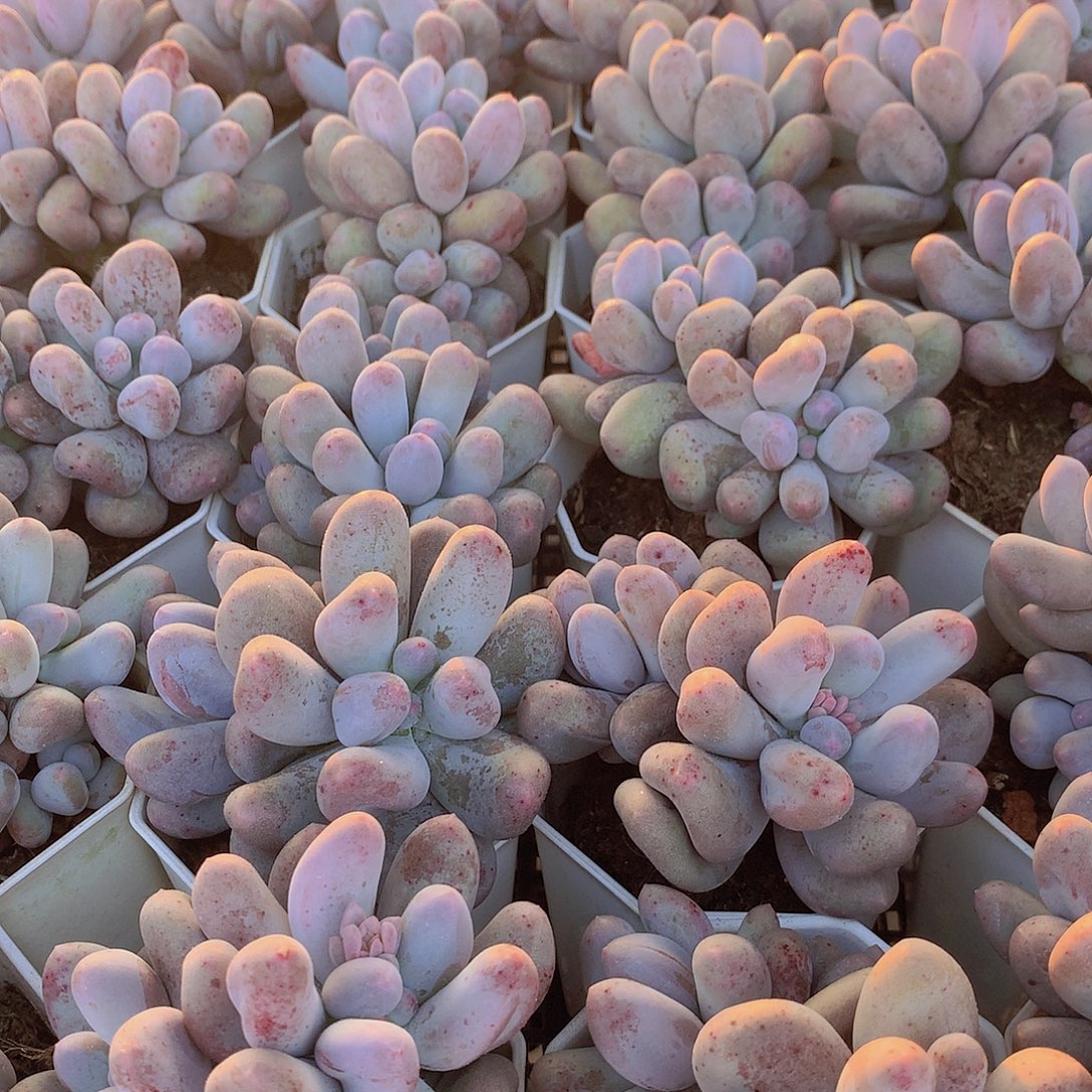 米可奶35678889999