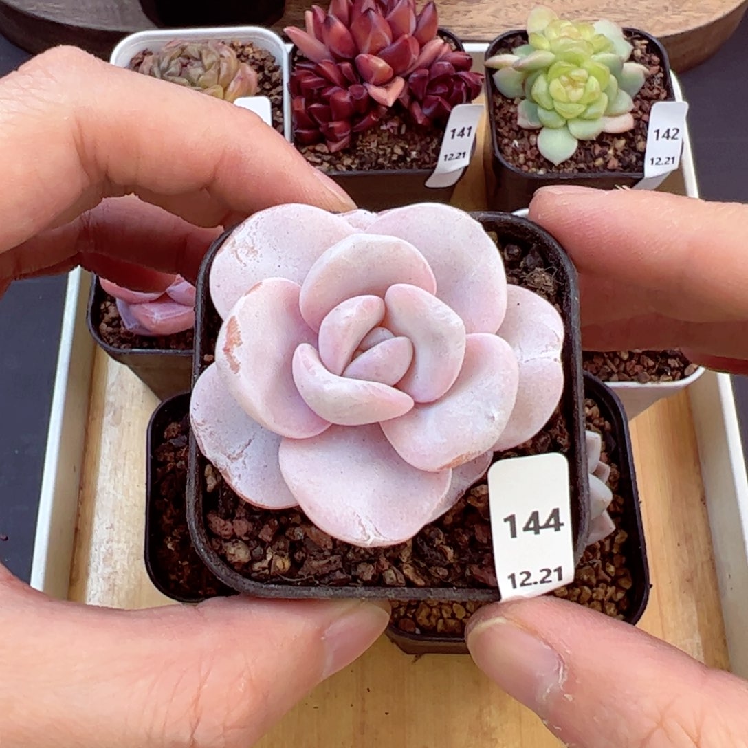 好好看144、哈哈哈哈