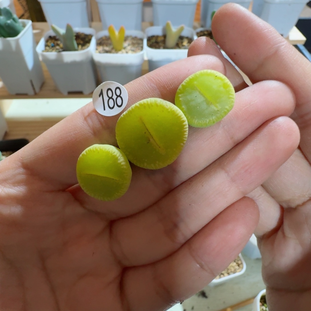 188......多肉.....