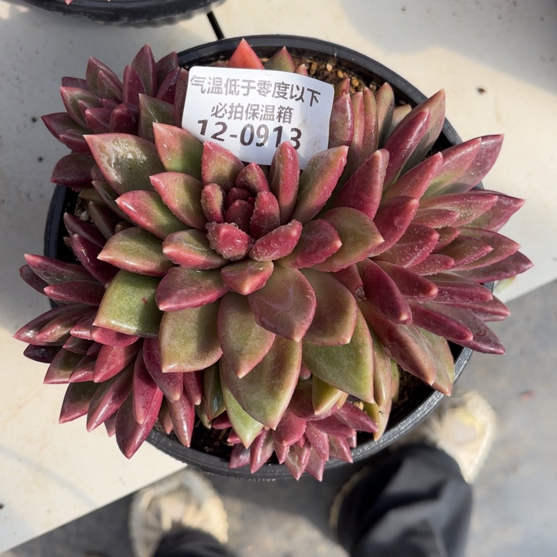 0913迷雾泡泡多肉植物