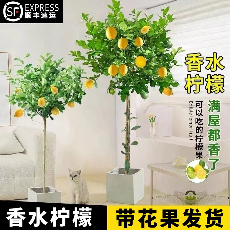直播（一物一拍）广东香水柠檬树盆栽水果树苗可食用四季结果