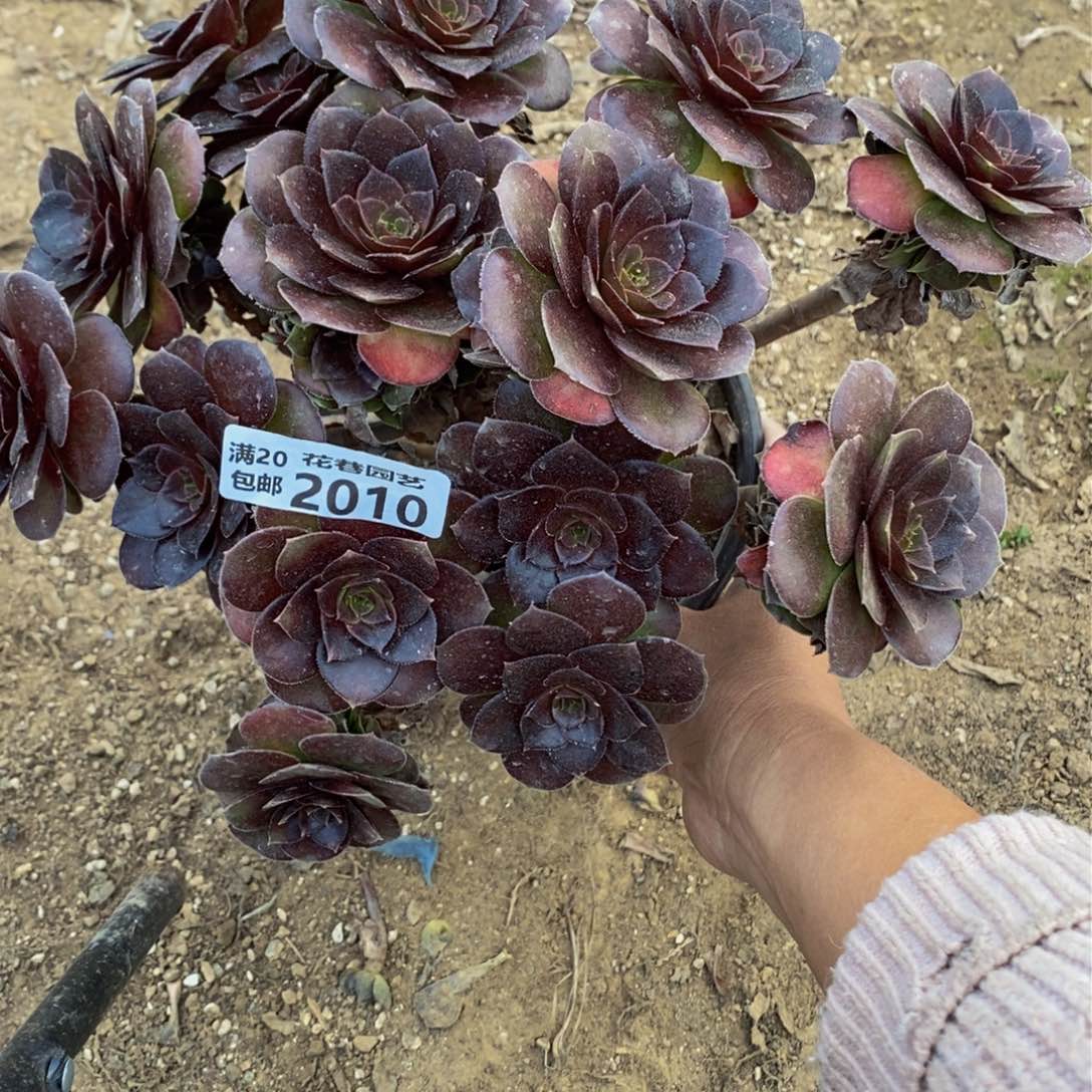 2010号荷兰玫瑰多肉植物