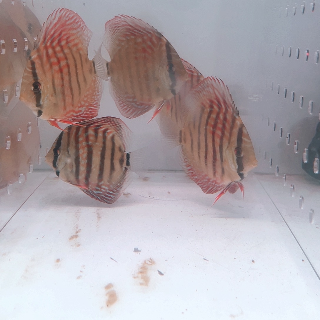 秦***哥松石6条精选精卡包邮