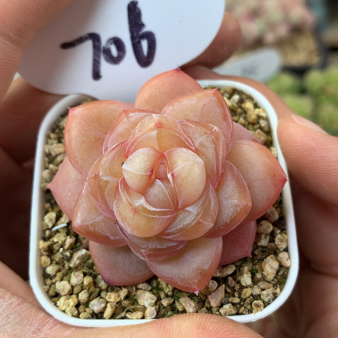 荆棘珍妮单头706