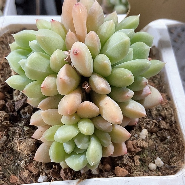 多肉植物百达翡翠791