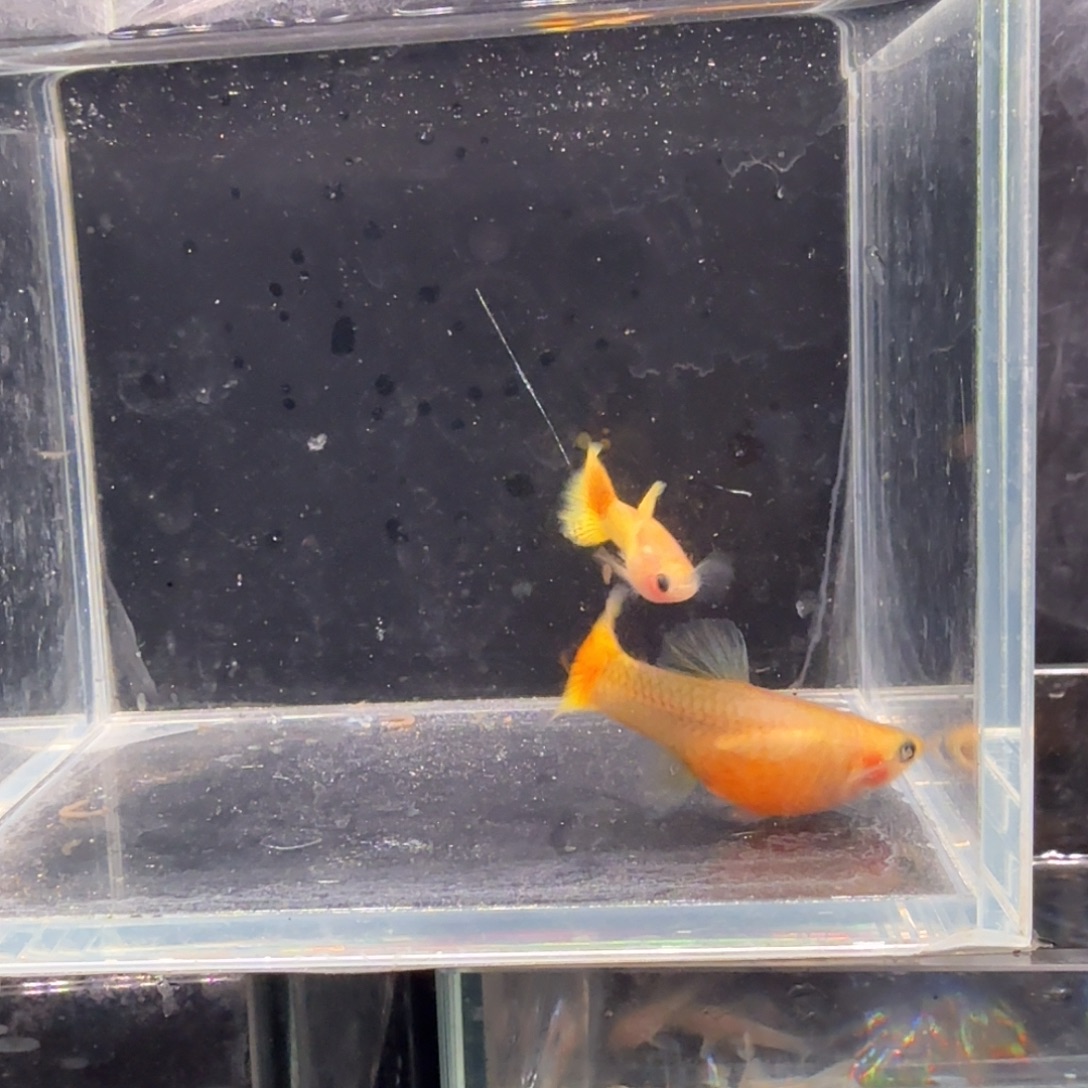 孔雀鱼黄金玻璃猫1对