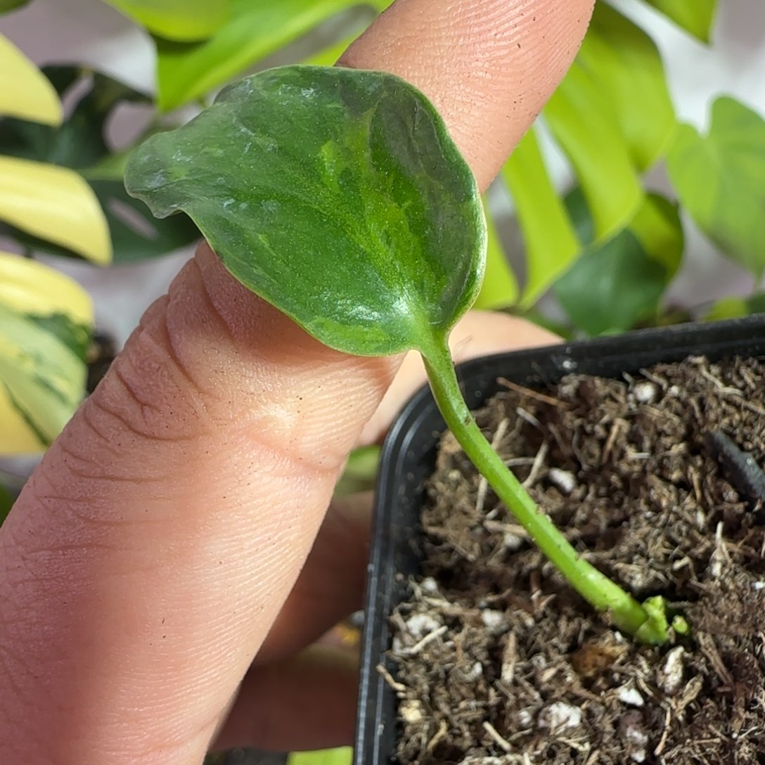 哈***哈完全开放龟背竹种子苗