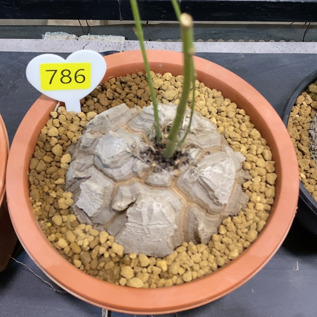 南非龟甲龙龟甲龙