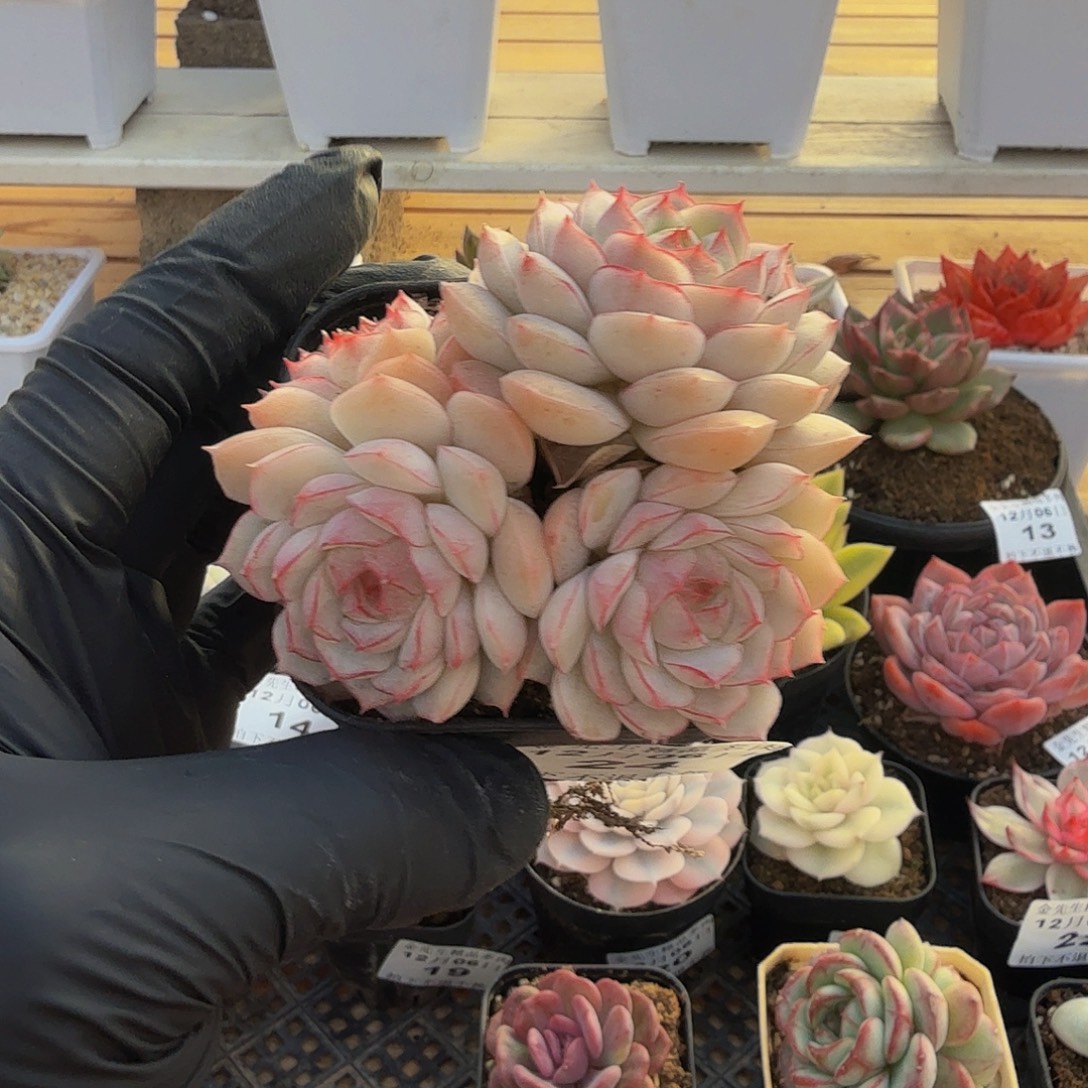 1206-24不知名群生