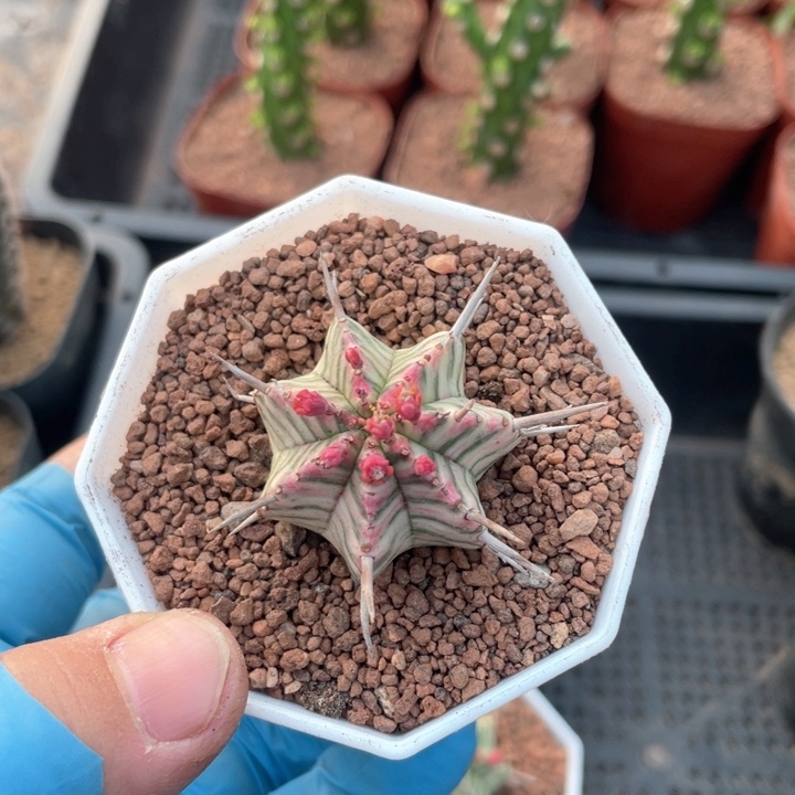 708斑马魁伟锦仙人球