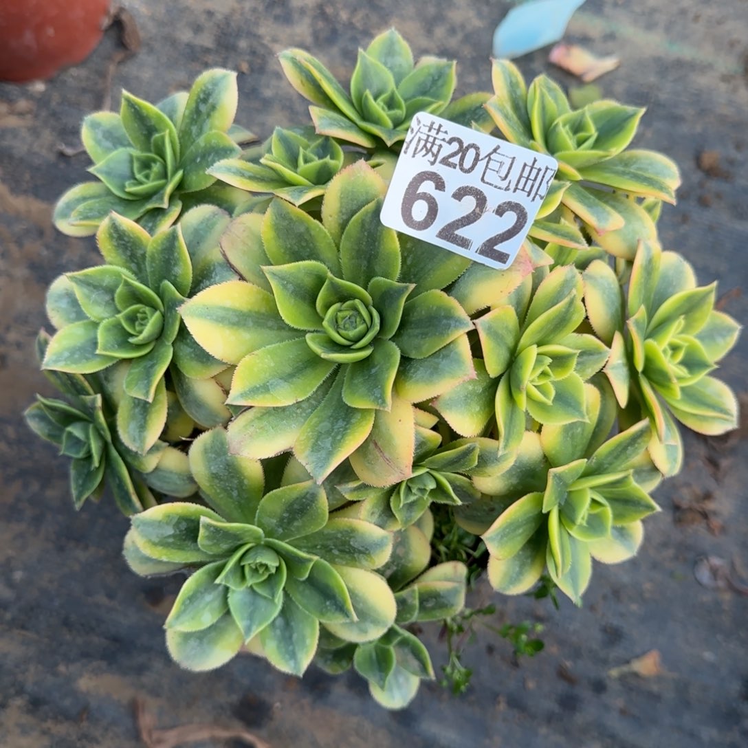 星爆622满20包邮断枝不包