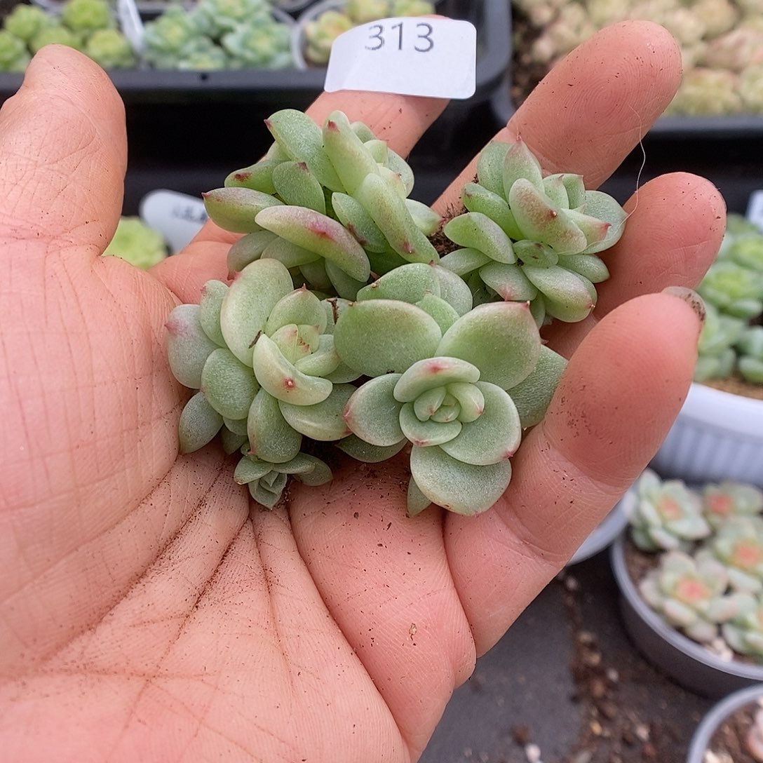 一物一拍一物一拍911-313