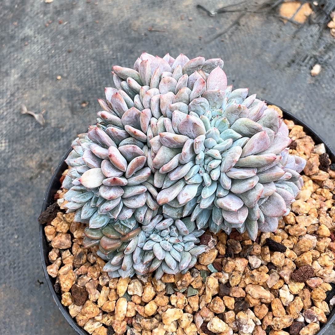 多肉植物多肉植物