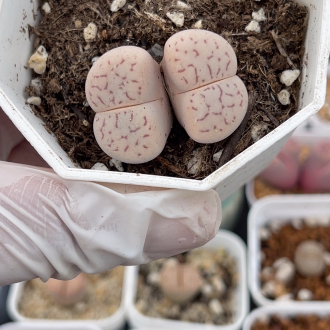 多肉植物一物一拍19