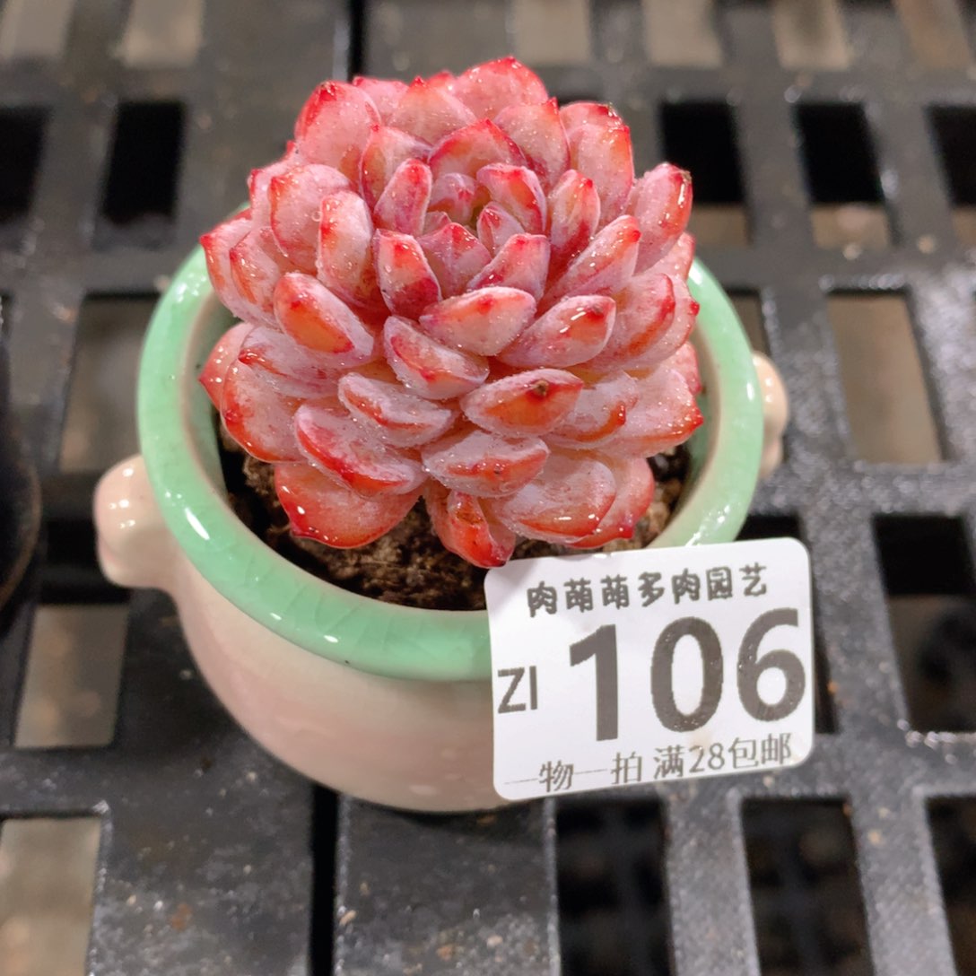 肉萌萌拇指盆精控多肉ZI106