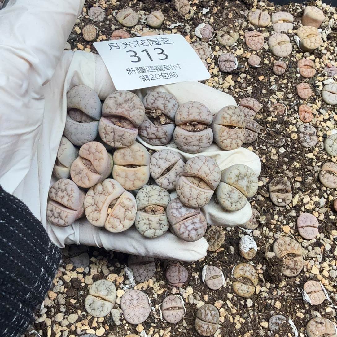 好喜欢你这个造型诶哈哈太313这个