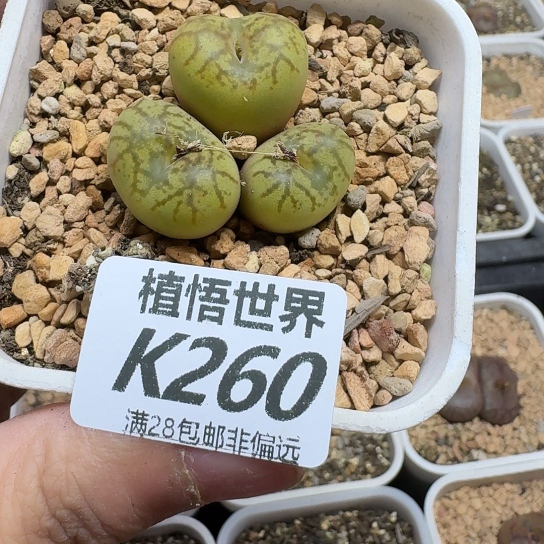 多肉植物的人生fvb