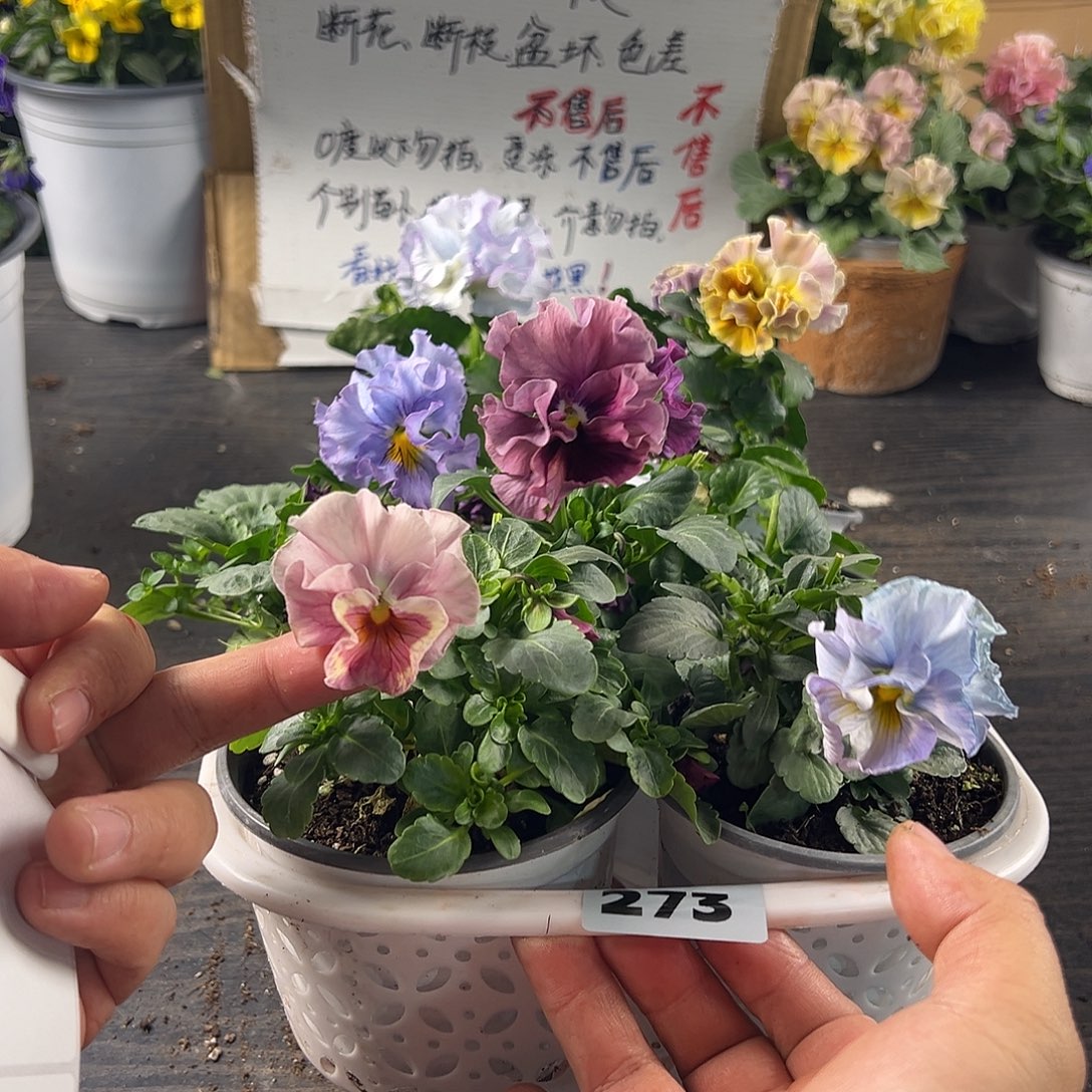 大部分花苞少量开放273号