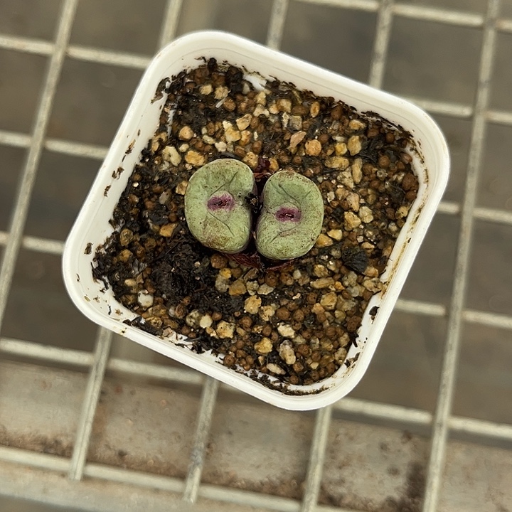 我也不知道我为什么要这样