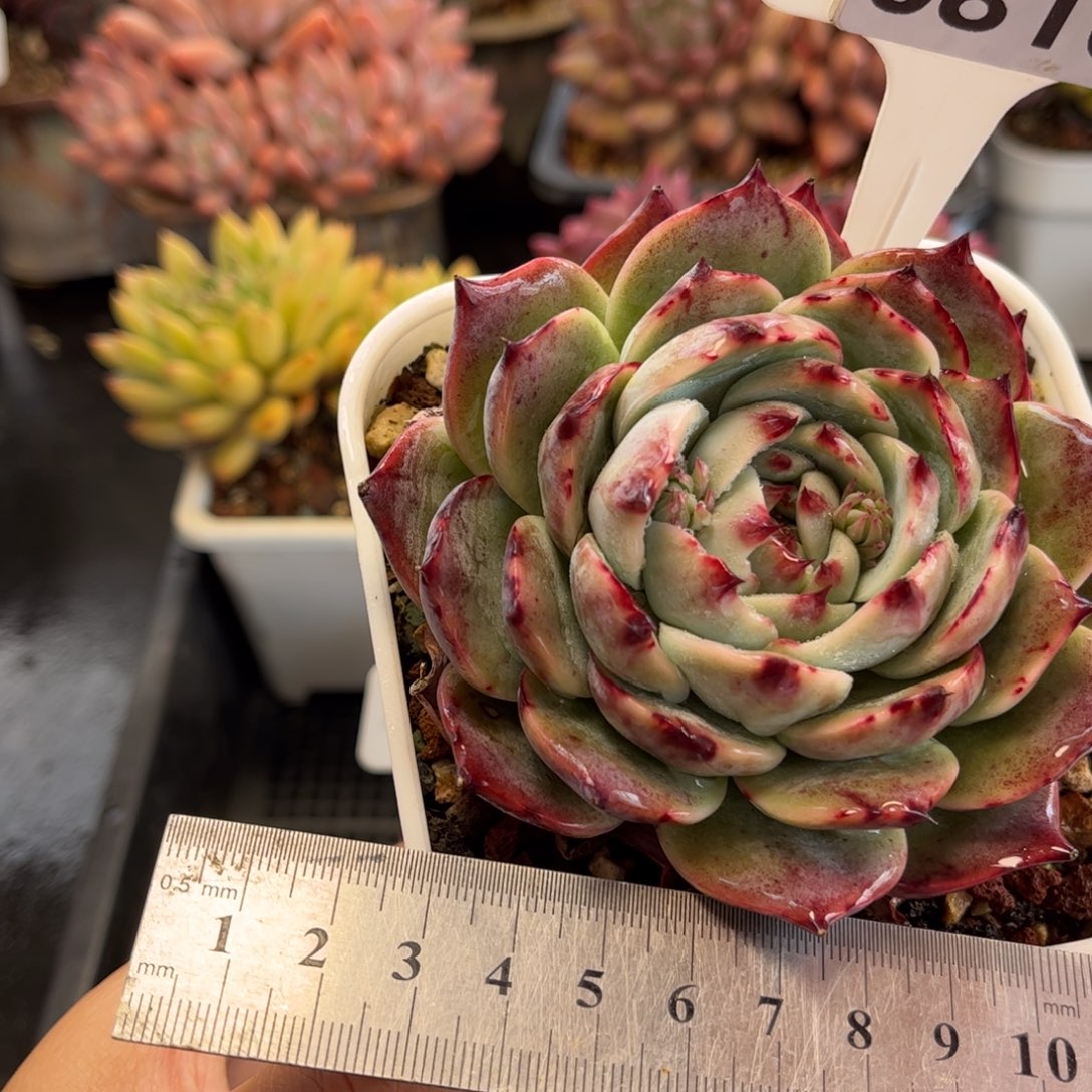 0816 天冷必拍保温箱