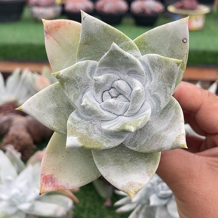 普芙拇指粗桩福利