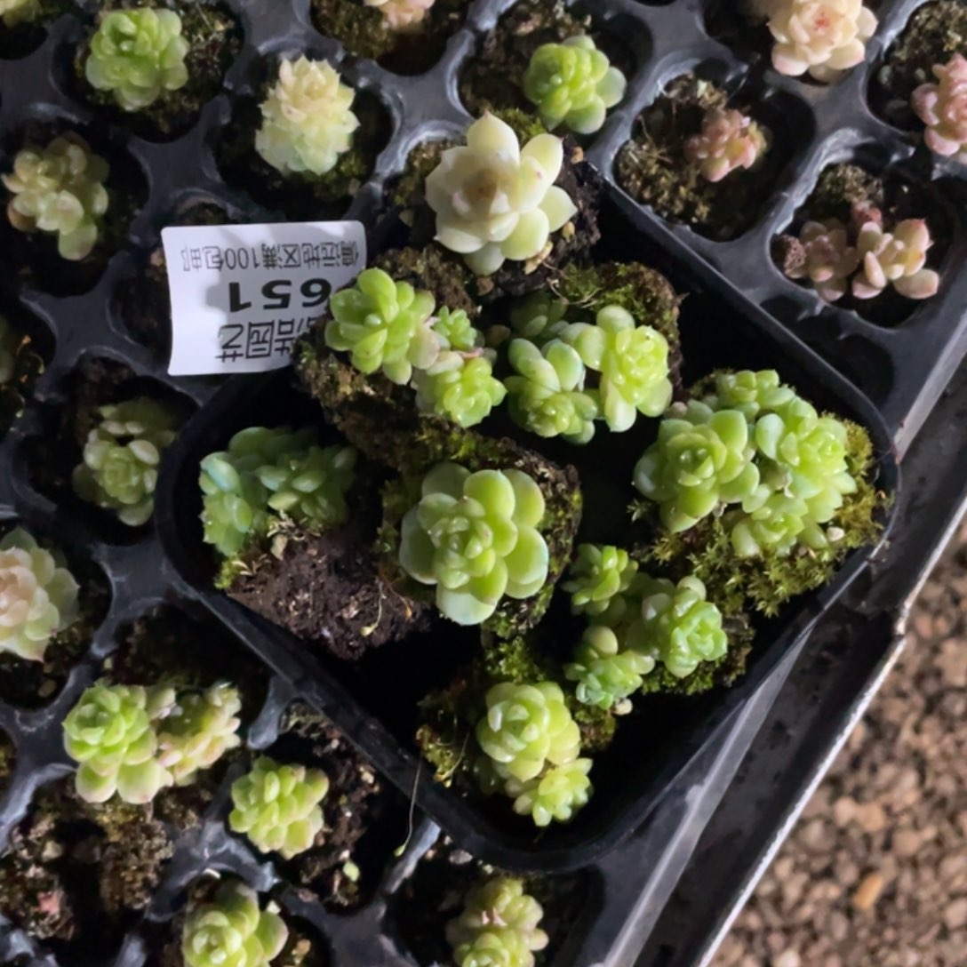 关***姐珍妮加风花雪月一物一拍651…