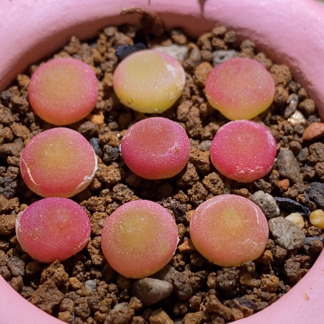 哈默灯泡一颗哈默灯泡一颗