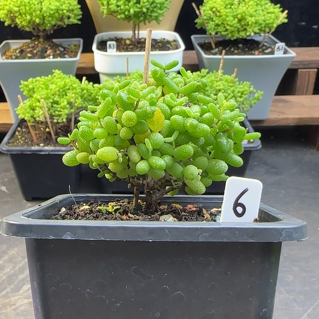 金桔糖球一物一拍