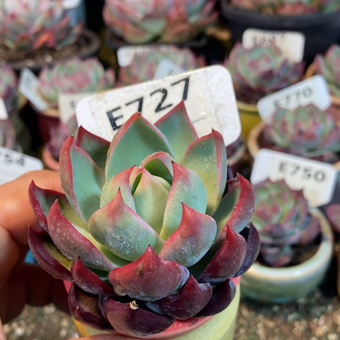 惊鸿一瞥727号多肉