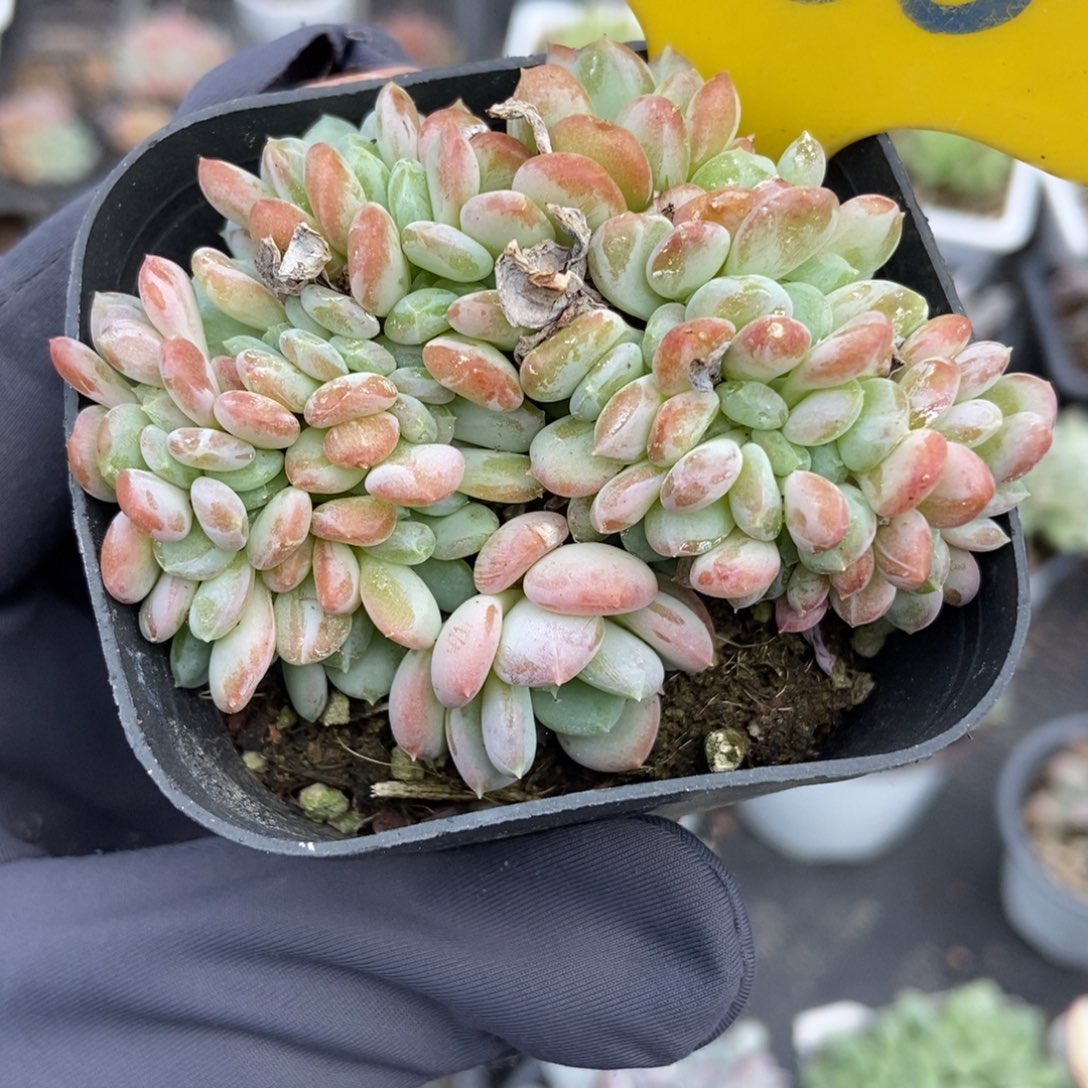 860粉珍妮缀多肉植物