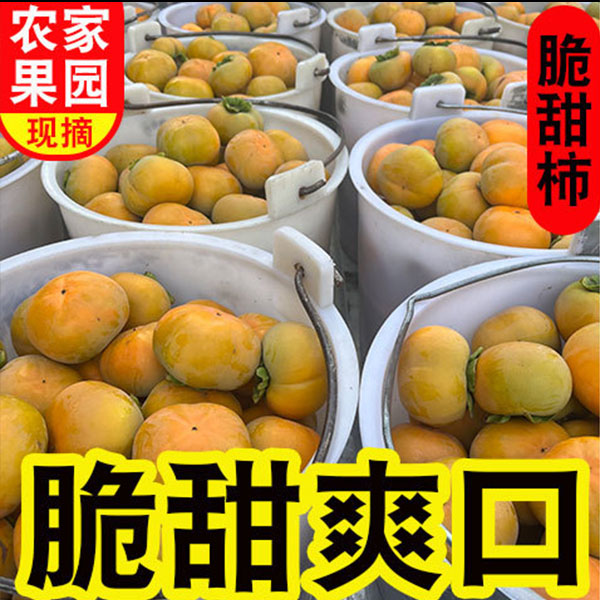 正宗保山脆柿子5斤3斤包邮云南巧克力脆柿纯甜不涩硬柿产地直发